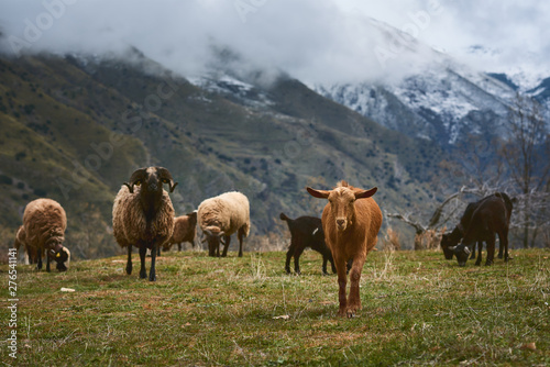 Fototapeta Naklejka Na Ścianę i Meble -  Cabras o ovejas pastando en un bonito prado con montañas nevadas de fondo y niebla.