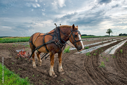 Amish Horse Waits in Truck Farm Field © David Arment