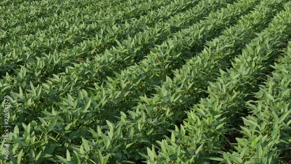 Panning video of green cultivated soy bean field in late spring or early summer, diagonal pan 4K footage Panning video of green cultivated soy bean field in late spring or early summer, diagonal pan 4K footage