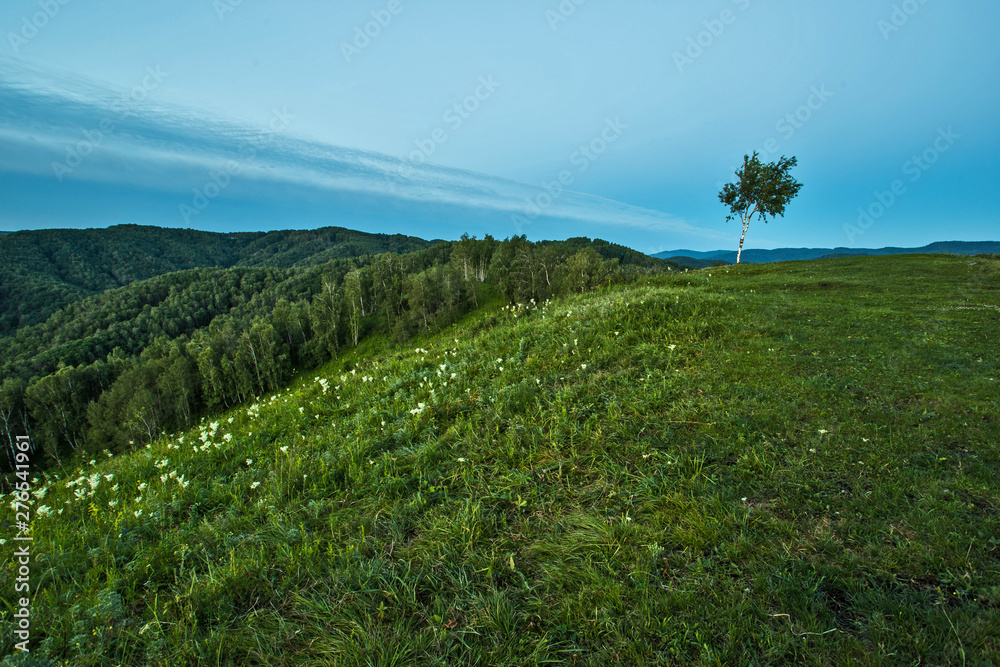 mountain landscape with trees and blue sky