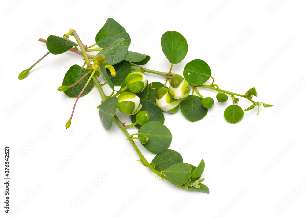 Plant Capparis, known as caper shrubs or caperbushes. Isolated on white background Plant Capparis, known as caper shrubs or caperbushes. Isolated on white background