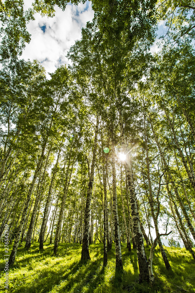 Fototapeta premium trees in the forest