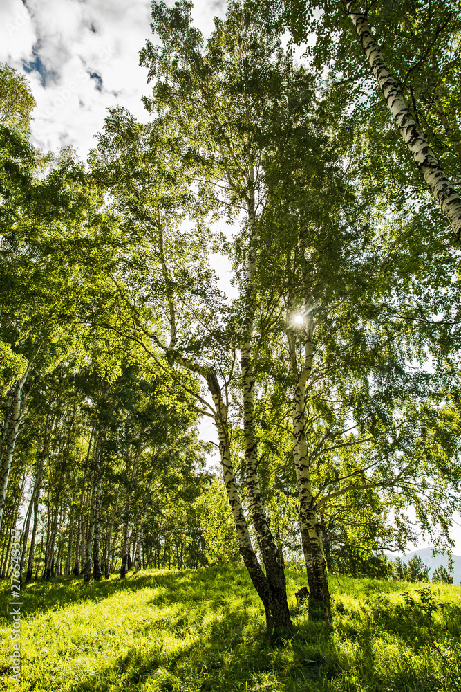 trees in the forest trees in the forest