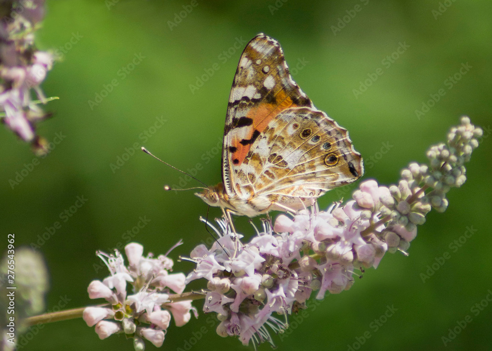 Painted lady butterfly (Vanessa cardui) isolated on a chaste tree flower (Vitex agnus-castus) in a bright sunlight, with green foliage, flowers and dark shadows in soft focus at the background. Painted lady butterfly (Vanessa cardui) isolated on a chaste tree flower (Vitex agnus-castus) in a bright sunlight, with green foliage, flowers and dark shadows in soft focus at the background.