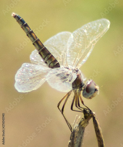 Black pennant dragonfly (Selysiothemis nigra) with large iridescent wings isolated on a small twig in a bright sunlight, with natural earth tones in soft focus at the background. photo