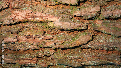 tree bark texture