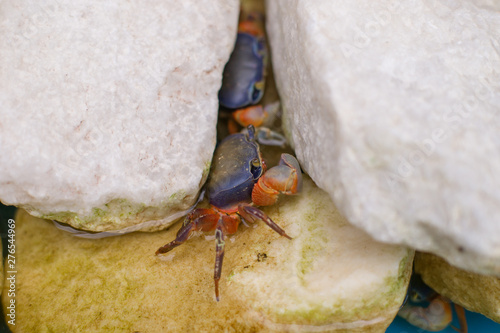 bright crab hiding in the rocks