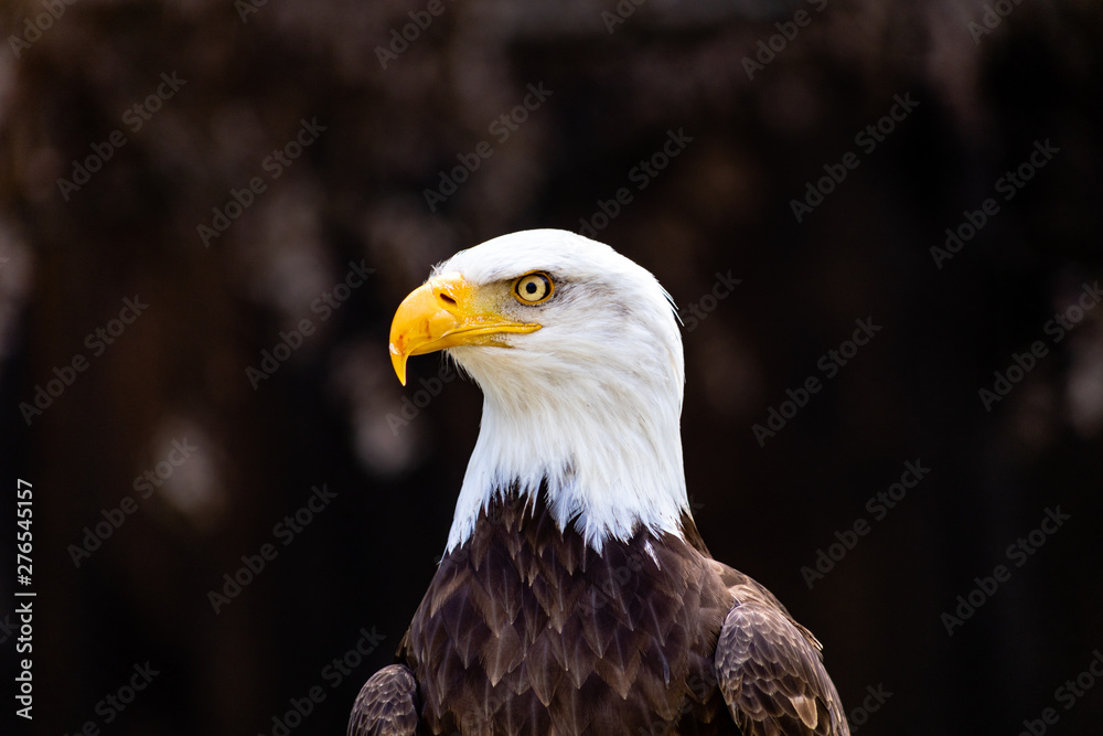 Fototapeta premium Heroic bald eagle