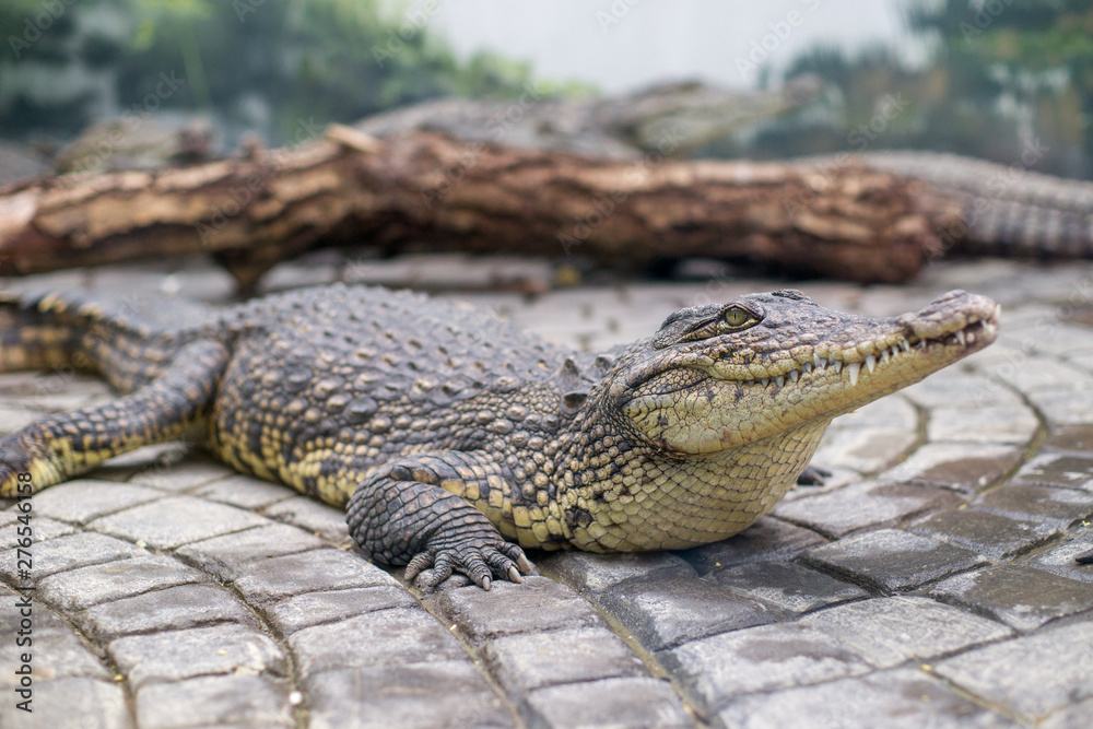 Obraz premium crocodile lies on the rocks in the zoo