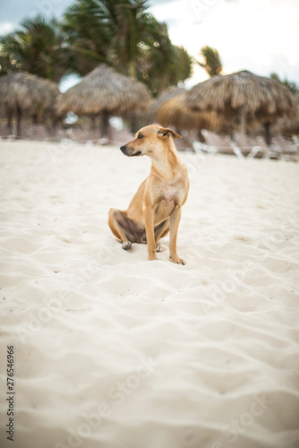 stray dog on beach in Punta Cana Dominican Republic