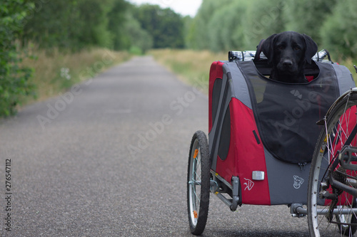 Black dog labrador biking in a doggy ride on a quiete day photo