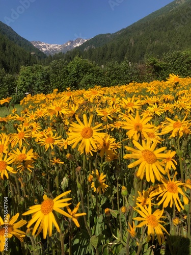 campo di arnica fiori petali giallo