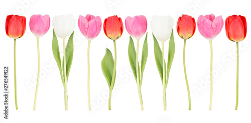 10 Tulpen in einer Reihe mit weißem Hintergrund