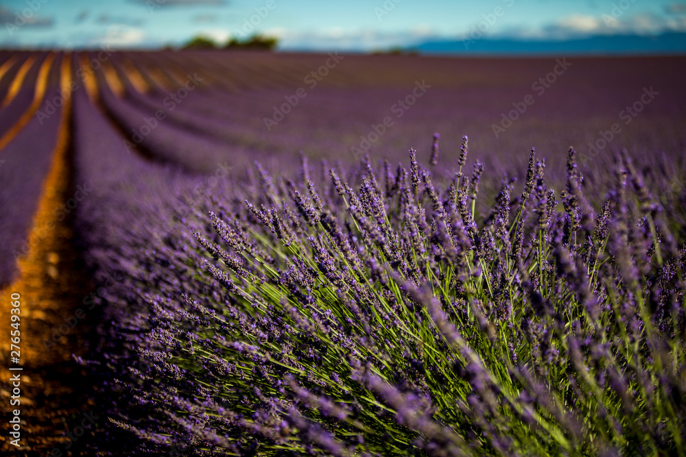 Obraz premium Lavanda in Provenza, Francia