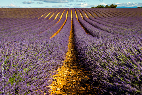 Lavanda in Provenza, Francia