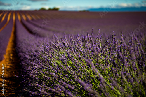 Lavanda in Provenza  Francia