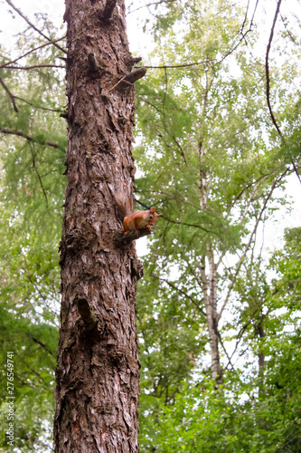 Wild rsquirrel is running on a tree in a green summer park on natural europian forest background