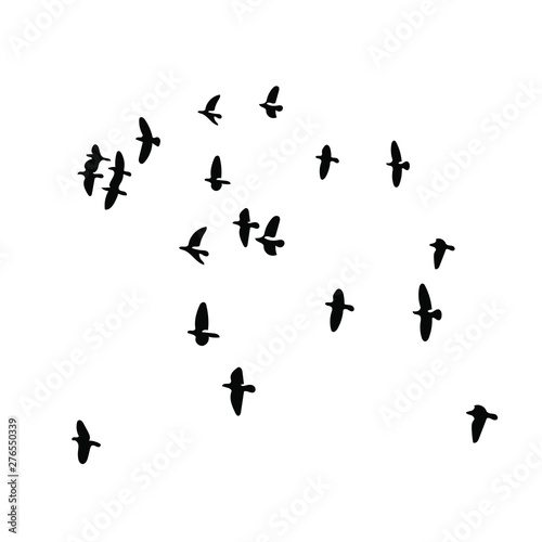 birds vector silhouette