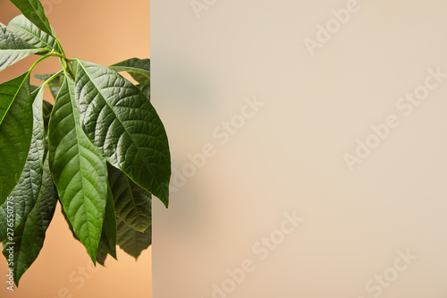 Fotografie leaves of plant near matt glass isolated on beige