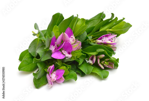 Polygala myrtifolia or myrtle-leaf milkwort isolated on white background photo