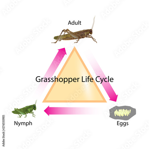 Grasshopper life cycle for all graphic and for education