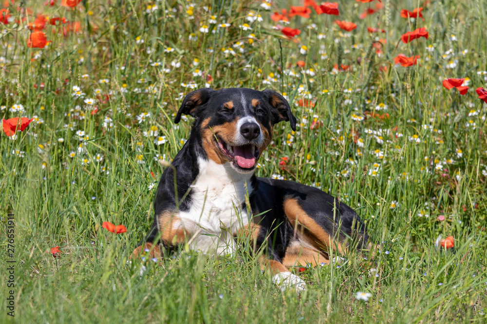 Dog appenzeller sennenhund portrait in grass with flowers