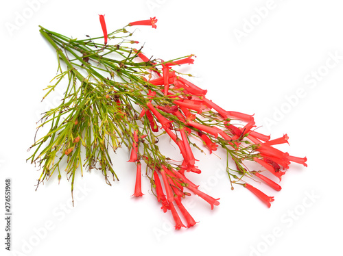 Russelia equisetiformis, commonly known as fountainbush, firecracker plant, coral plant, coral fountain, coralblow photo