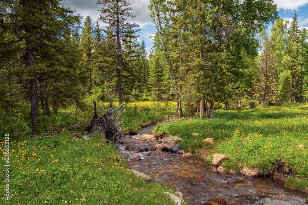 A picturesque place in the Altai Mountains with a small river and stones in the middle of a green forest of coniferous trees and grass under a blue sky with clouds on a warm summer day. A picturesque place in the Altai Mountains with a small river and stones in the middle of a green forest of coniferous trees and grass under a blue sky with clouds on a warm summer day.