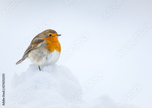 Tableau sur toile Robin perched on snow with a white snow background taken in the Cauirngorms National Park, Scotland