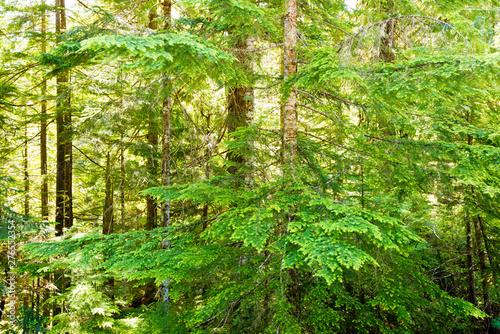 Forest at Mount Rainier National Park  Washington State  USA