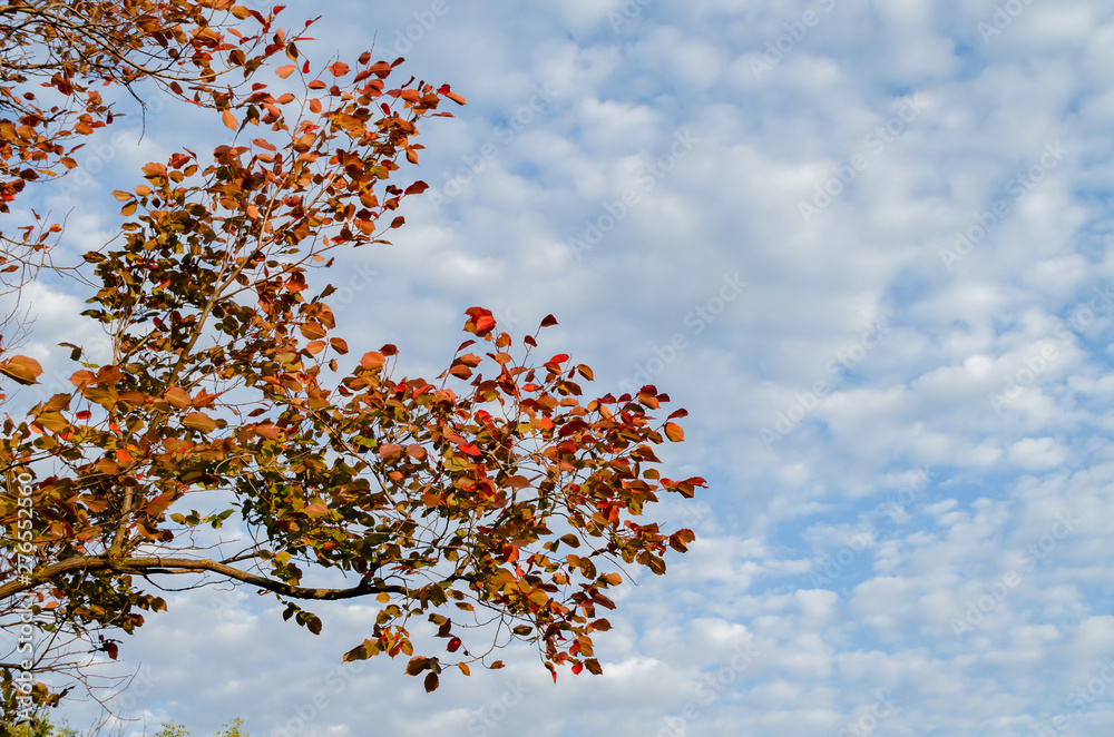 tree branch with yellow and red leaves