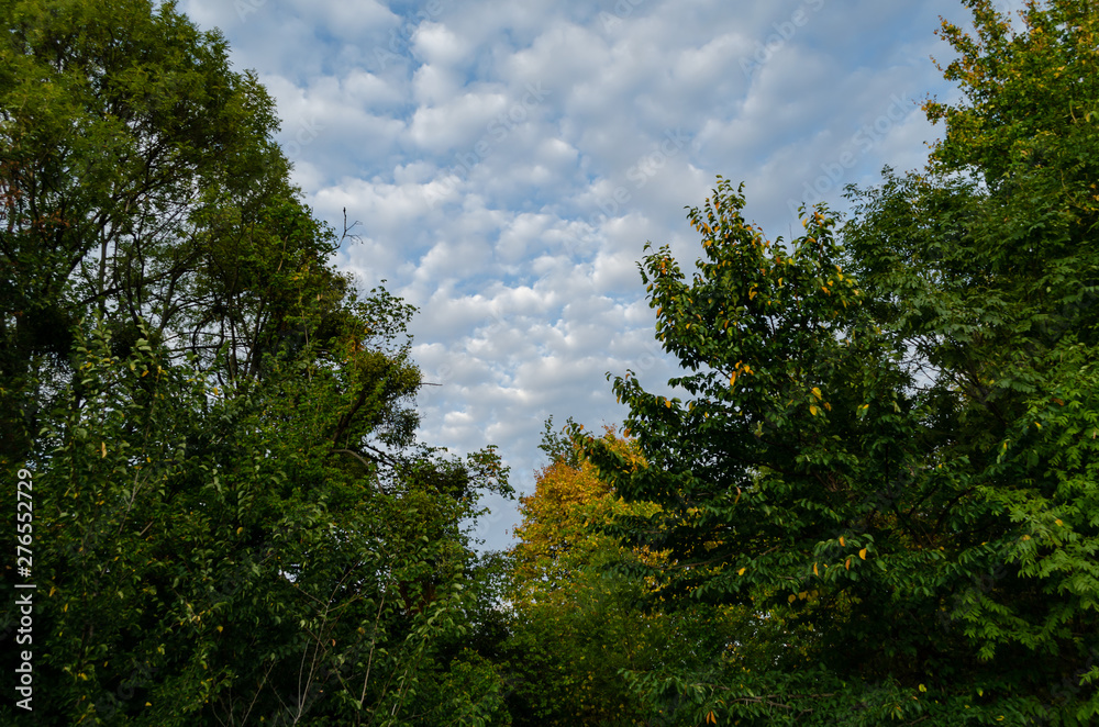 trees with yellow leaves