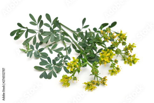 Ruta commonly known as rue Ruta graveolens rue or common rue. Isolated on white background photo