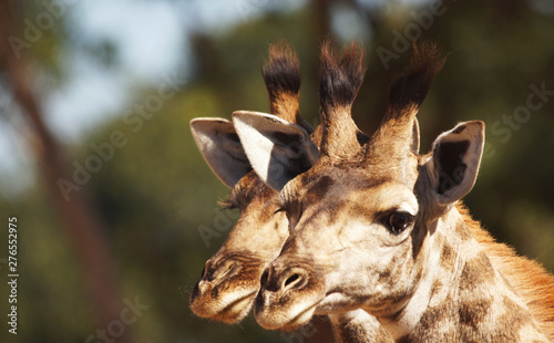 Photography Giraffes heads