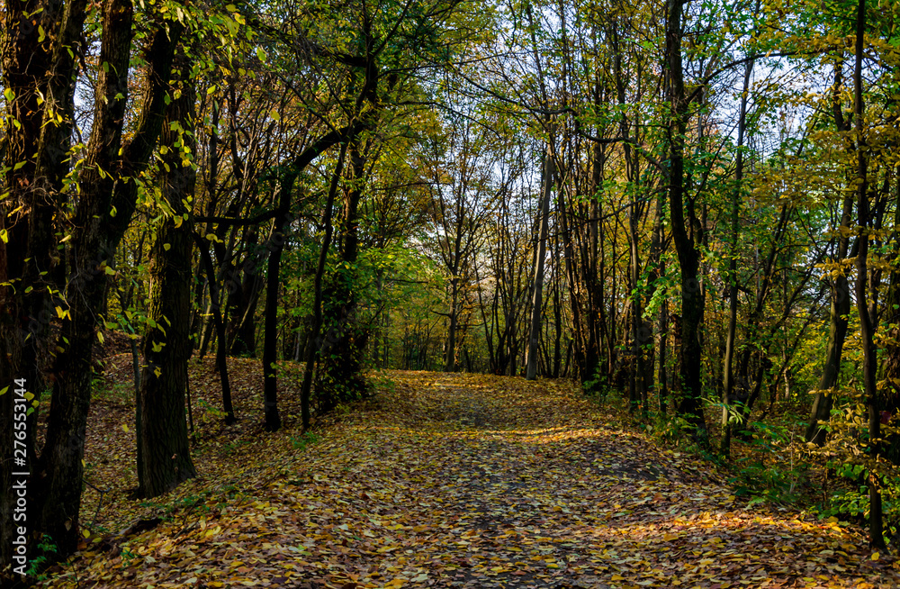 the road in the forest is dotted with yellow leaves of trees the road in the forest is dotted with yellow leaves of trees