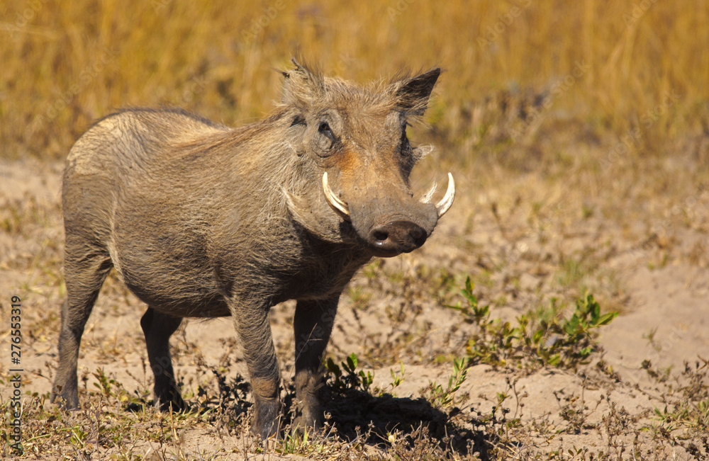 warthog Stock Photo Adobe Stock
