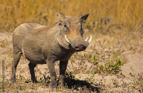 warthog photo