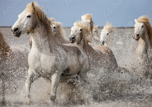 Fototapeta Naklejka Na Ścianę i Meble -  cavalli bianchi in Camargue