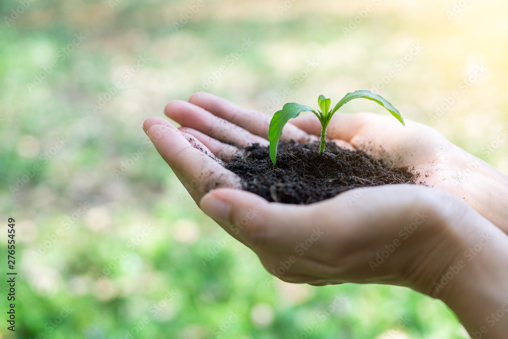 Environment Earth Day In the hands of tree growing. Environment concept, Beginning concept. Environment Earth Day In the hands of tree growing. Environment concept, Beginning concept.