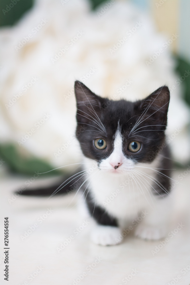 kitten scottish british cat burma munchkin animals kitten scottish british cat burma munchkin animals