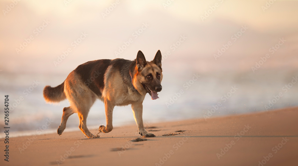 German Shepherd on the beach. Sunny summer day. Vacation and travel with home pet.
