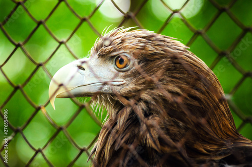 Brown eagle in a cage close up.