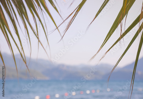 Palm leaves on sea blurred background. Summer tropical background with copy space © axynia