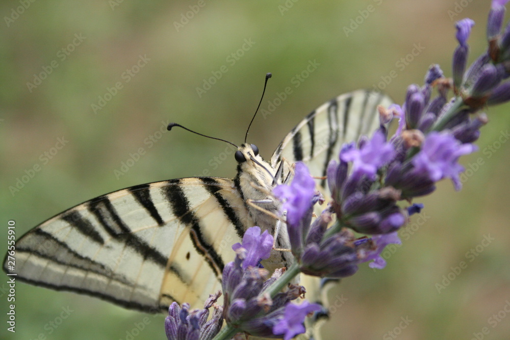 papillon majestueux butinant une fleur de lavande papillon majestueux butinant une fleur de lavande
