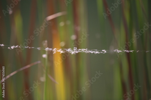 Cattail fluff caught in spider web © Richard Goh