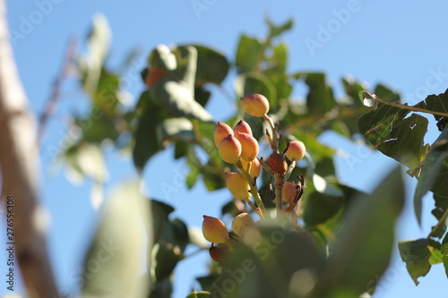 a bunch of pistachio's growing on a pistachio tree surrounded by fresh growth on an organic farm in rural New South Wales, Australia