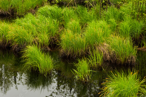Wetland grasses in the Chequamegon National Forest.
