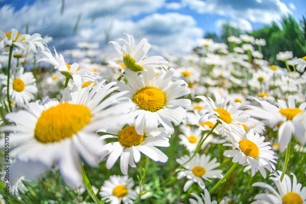Summer bright landscape with beautiful wild flowers camomiles. Daisy wildflowers closeup.