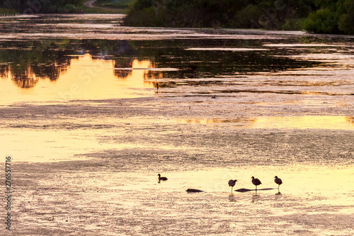 Water surface of the river with reflection of trees and birds during the sunset_