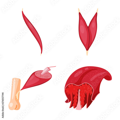Vector design of muscle and cells symbol. Collection of muscle and anatomy vector icon for stock.